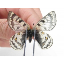 Parnassius simo callianthe. China, Qinghai, Dulan county, Ashizha. 1M. Parn-Simo-21011.