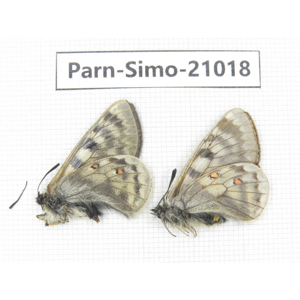Parnassius simo callianthe. China, Qinghai, Dulan county, Ashizha. 1P. Parn-Simo-21018.