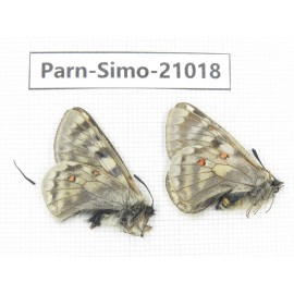 Parnassius simo callianthe. China, Qinghai, Dulan county, Ashizha. 1P. Parn-Simo-21018.