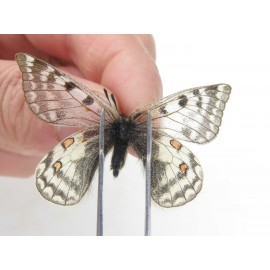 Parnassius simo callianthe. China, Qinghai, Dulan county, Ashizha. 1P. Parn-Simo-21018.