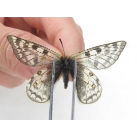 Parnassius simo callianthe. China, Qinghai, Dulan county, Ashizha. 1P. Parn-Simo-21018.