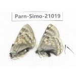 Parnassius simo callianthe. China, Qinghai, Dulan county, Ashizha. 1P. Parn-Simo-21019.