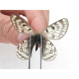 Parnassius simo callianthe. China, Qinghai, Dulan county, Ashizha. 1P. Parn-Simo-21019.