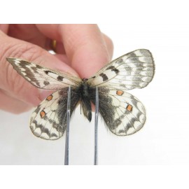Parnassius simo callianthe. China, Qinghai, Dulan county, Ashizha. 1P. Parn-Simo-21019.