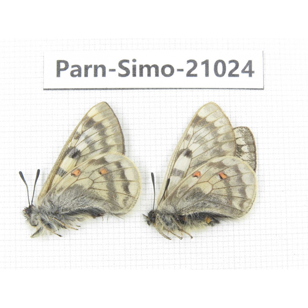 Parnassius simo callianthe. China, Qinghai, Dulan county, Ashizha. 1P. Parn-Simo-21024.