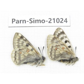 Parnassius simo callianthe. China, Qinghai, Dulan county, Ashizha. 1P. Parn-Simo-21024.