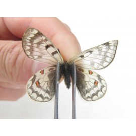 Parnassius simo callianthe. China, Qinghai, Dulan county, Ashizha. 1P. Parn-Simo-21024.