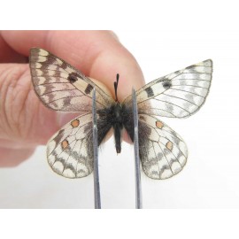 Parnassius simo callianthe. China, Qinghai, Dulan county, Ashizha. 1P. Parn-Simo-21024.
