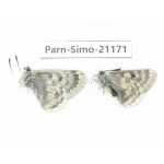 Parnassius simo callianthe. China, Qinghai, Dulan county, Ashizha. 2M. Parn-Simo-21171.