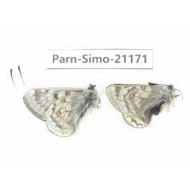 Parnassius simo callianthe. China, Qinghai, Dulan county, Ashizha. 2M. Parn-Simo-21171.