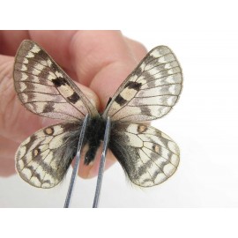Parnassius simo callianthe. China, Qinghai, Dulan county, Ashizha. 2M. Parn-Simo-21171.