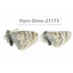 Parnassius simo callianthe. China, Qinghai, Dulan county, Ashizha. 2M. Parn-Simo-21173.
