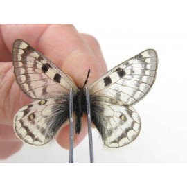 Parnassius simo callianthe. China, Qinghai, Dulan county, Ashizha. 2M. Parn-Simo-21173.
