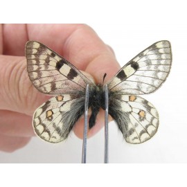 Parnassius simo callianthe. China, Qinghai, Dulan county, Ashizha. 2M. Parn-Simo-21173.
