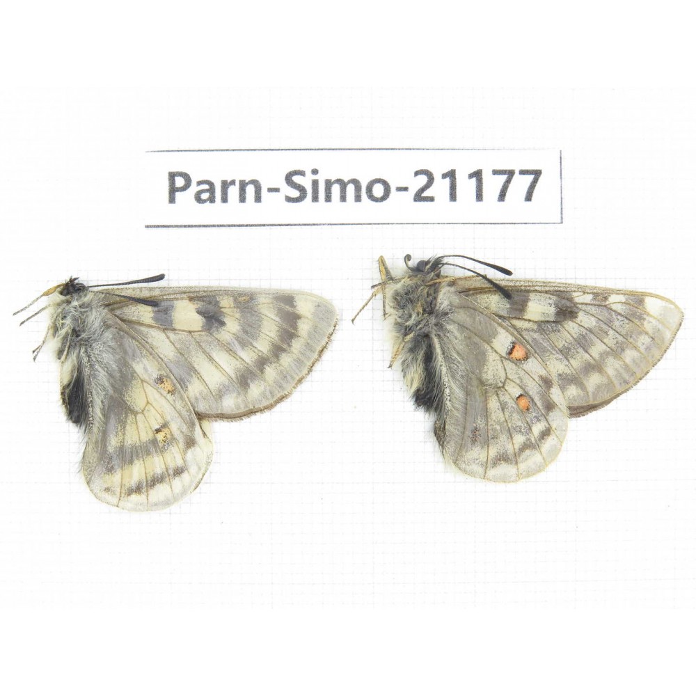 Parnassius simo callianthe. China, Qinghai, Dulan county, Ashizha. 2M. Parn-Simo-21177.