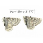 Parnassius simo callianthe. China, Qinghai, Dulan county, Ashizha. 2M. Parn-Simo-21177.