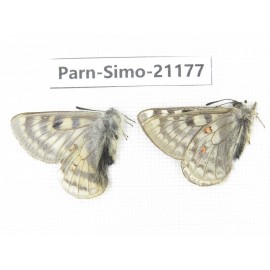 Parnassius simo callianthe. China, Qinghai, Dulan county, Ashizha. 2M. Parn-Simo-21177.