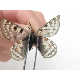 Parnassius simo callianthe. China, Qinghai, Dulan county, Ashizha. 2M. Parn-Simo-21177.