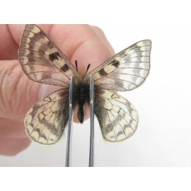 Parnassius simo callianthe. China, Qinghai, Dulan county, Ashizha. 2M. Parn-Simo-21177.