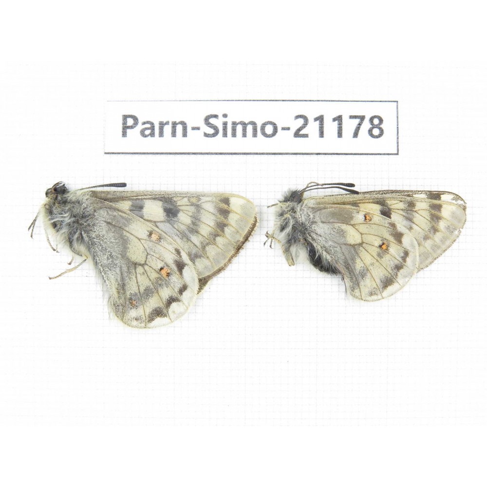 Parnassius simo callianthe. China, Qinghai, Dulan county, Ashizha. 2M. Parn-Simo-21178.