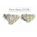Parnassius simo callianthe. China, Qinghai, Dulan county, Ashizha. 2M. Parn-Simo-21178.