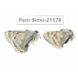 Parnassius simo callianthe. China, Qinghai, Dulan county, Ashizha. 2M. Parn-Simo-21178.