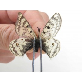 Parnassius simo callianthe. China, Qinghai, Dulan county, Ashizha. 2M. Parn-Simo-21178.