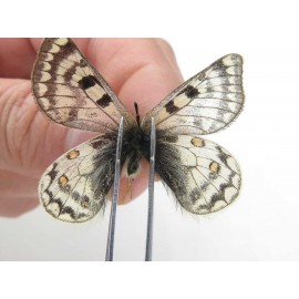 Parnassius simo callianthe. China, Qinghai, Dulan county, Ashizha. 2M. Parn-Simo-21178.