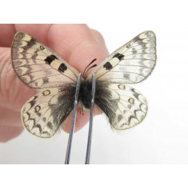 Parnassius simo callianthe. China, Qinghai, Dulan county, Ashizha. 2M. Parn-Simo-21179.