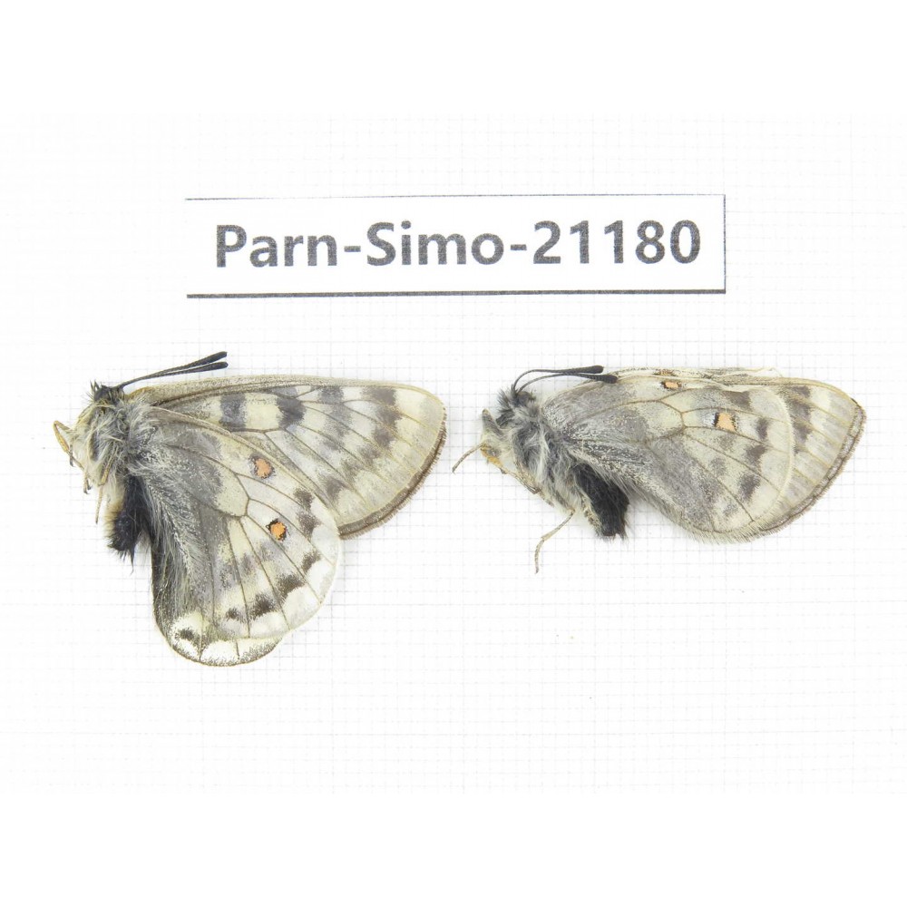 Parnassius simo callianthe. China, Qinghai, Dulan county, Ashizha. 2M. Parn-Simo-21180.
