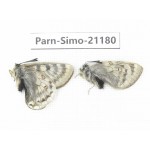 Parnassius simo callianthe. China, Qinghai, Dulan county, Ashizha. 2M. Parn-Simo-21180.
