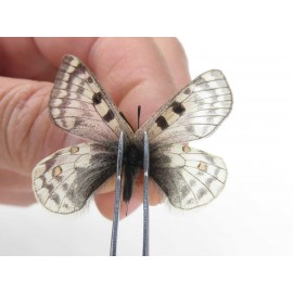 Parnassius simo callianthe. China, Qinghai, Dulan county, Ashizha. 2M. Parn-Simo-21180.
