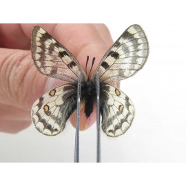 Parnassius simo callianthe. China, Qinghai, Dulan county, Ashizha. 2M. Parn-Simo-21180.