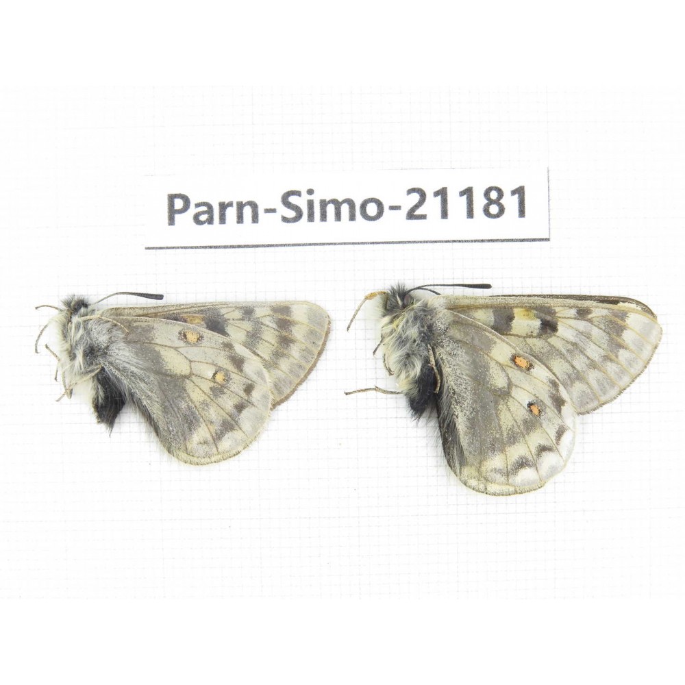 Parnassius simo callianthe. China, Qinghai, Dulan county, Ashizha. 2M. Parn-Simo-21181.