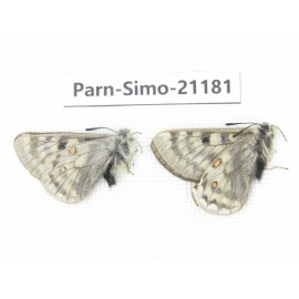Parnassius simo callianthe. China, Qinghai, Dulan county, Ashizha. 2M. Parn-Simo-21181.