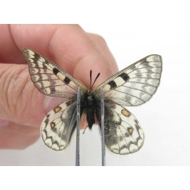 Parnassius simo callianthe. China, Qinghai, Dulan county, Ashizha. 2M. Parn-Simo-21181.
