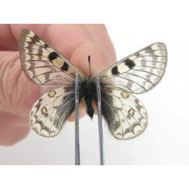 Parnassius simo callianthe. China, Qinghai, Dulan county, Ashizha. 2M. Parn-Simo-21181.