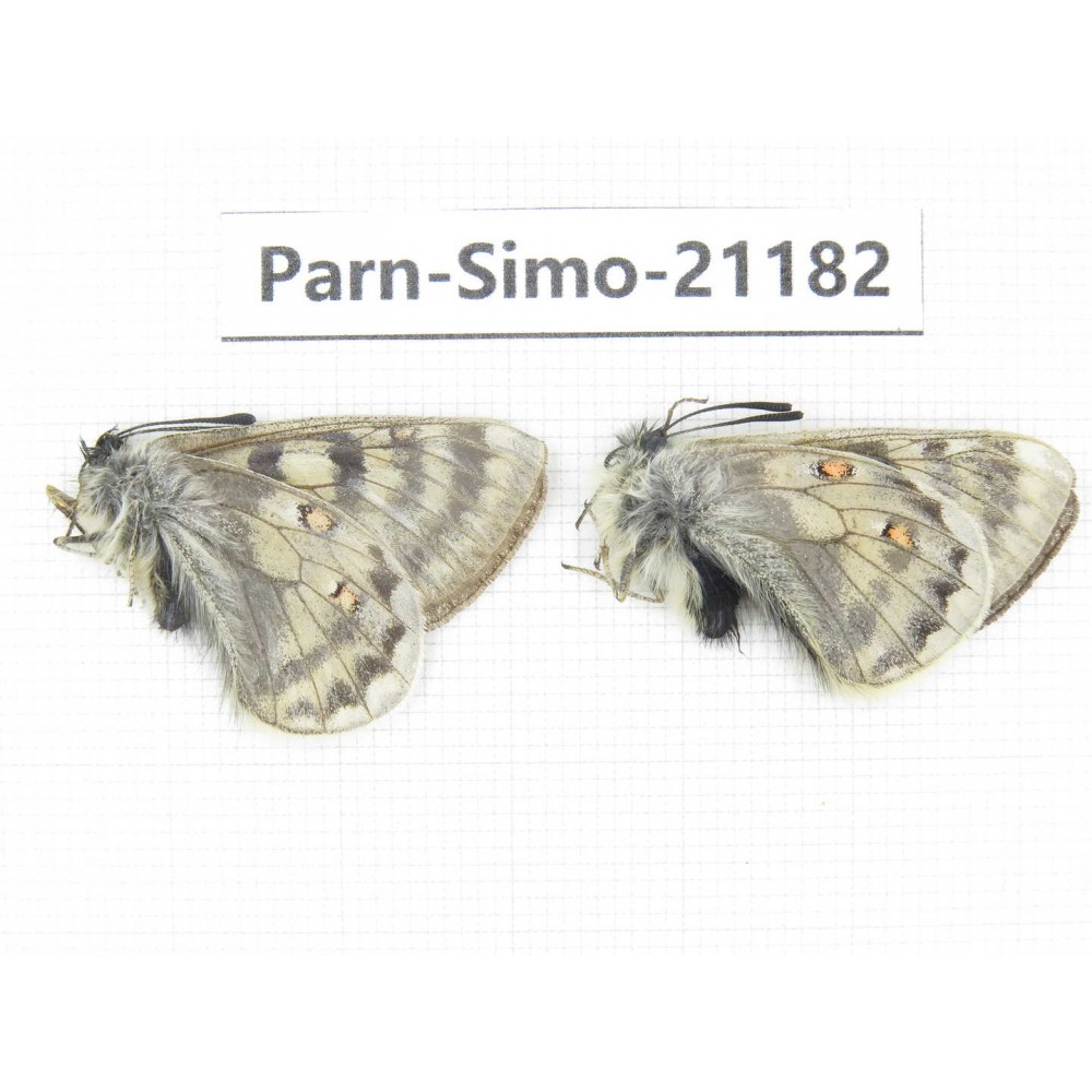 Parnassius simo callianthe. China, Qinghai, Dulan county, Ashizha. 2M. Parn-Simo-21182.
