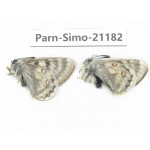 Parnassius simo callianthe. China, Qinghai, Dulan county, Ashizha. 2M. Parn-Simo-21182.