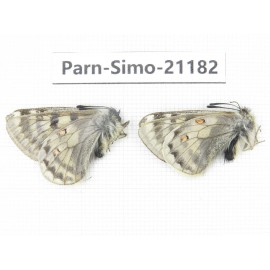 Parnassius simo callianthe. China, Qinghai, Dulan county, Ashizha. 2M. Parn-Simo-21182.