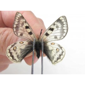 Parnassius simo callianthe. China, Qinghai, Dulan county, Ashizha. 2M. Parn-Simo-21182.