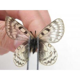 Parnassius simo callianthe. China, Qinghai, Dulan county, Ashizha. 2M. Parn-Simo-21182.