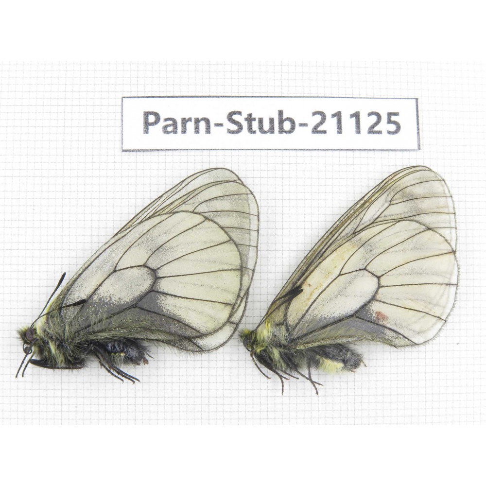 Parnassius stubbendorfii tartarus. 2M. Parn-Stub-21125