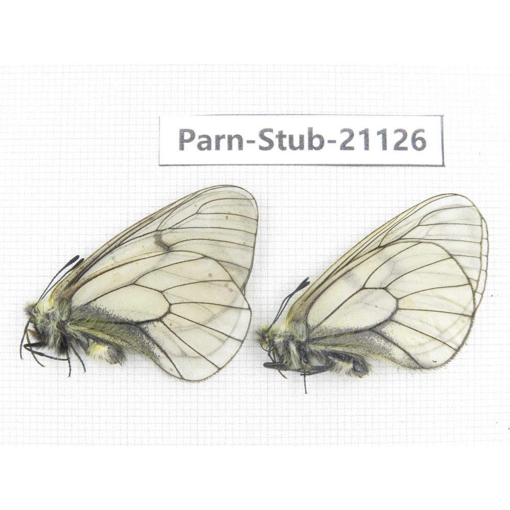 Parnassius stubbendorfii tartarus. 2M. Parn-Stub-21126