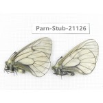 Parnassius stubbendorfii tartarus. 2M. Parn-Stub-21126