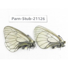 Parnassius stubbendorfii tartarus. 2M. Parn-Stub-21126