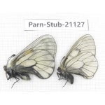 Parnassius stubbendorfii tartarus. 2M. Parn-Stub-21127