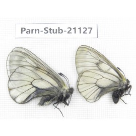 Parnassius stubbendorfii tartarus. 2M. Parn-Stub-21127