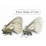 Parnassius stubbendorfii tartarus. 2M. Parn-Stub-21128