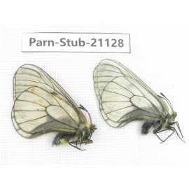 Parnassius stubbendorfii tartarus. 2M. Parn-Stub-21128